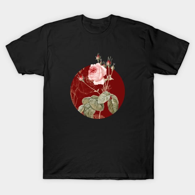 Vintage Blooming Cabbage Rose Botanical Illustration on Circle T-Shirt by Holy Rock Design